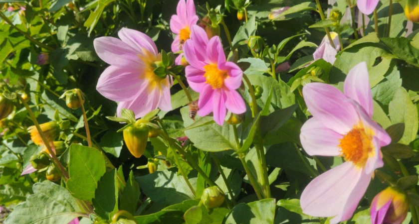 Цветы с ладонь: cекрет цветущего до глубокой осени сада на зависть соседям