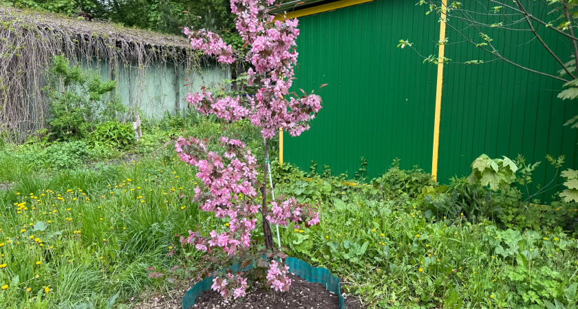 Яблоню, клубнику, вишню и всё остальное обсыплет цветами в следующем году, если сейчас подкормить их «канадским настоем»
