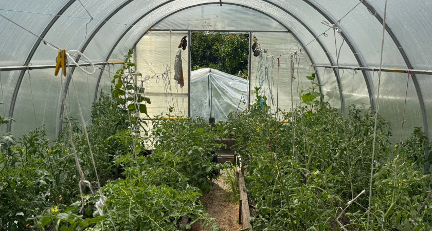 Болезни и вредители — исчезнут: использую в теплице «термоядерный» антисептик — осенняя обработка гарантирует стерильность к весне