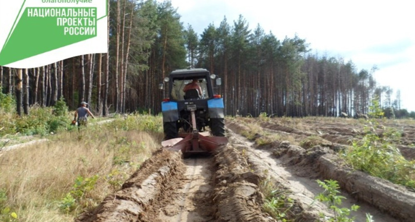 В лесничествах Воронежской области готовят землю к осенней посадке леса