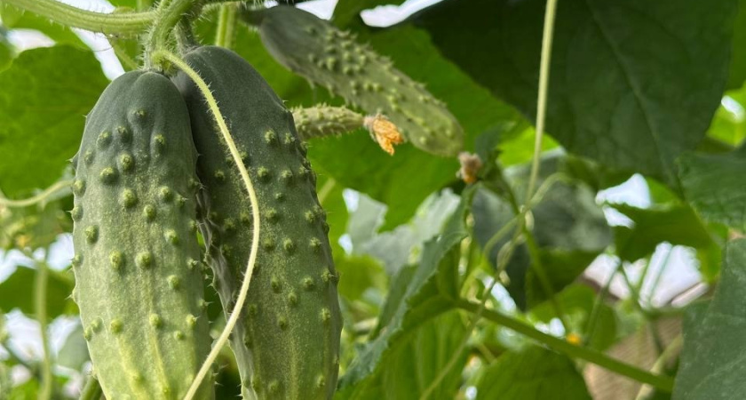 Продлеваем огуречный сезон: 3 подкормки для сбора урожая до заморозков