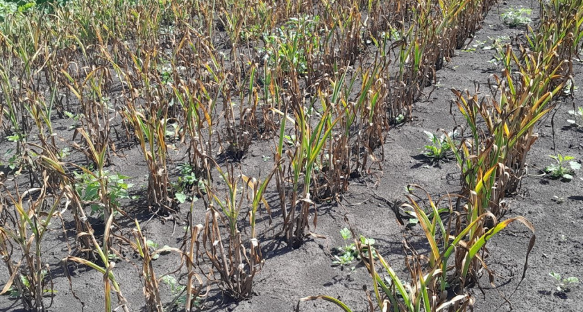 Высаживаю 300 зубчиков чеснока без единого наклона. Эргономичная техника бережет поясницу