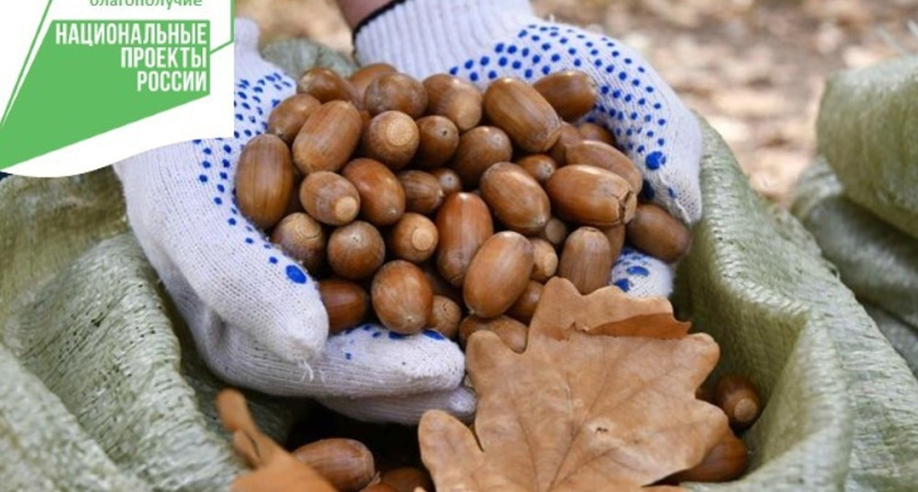 В Воронежской области запланирован масштабный сбор желудей для новых посадок дуба