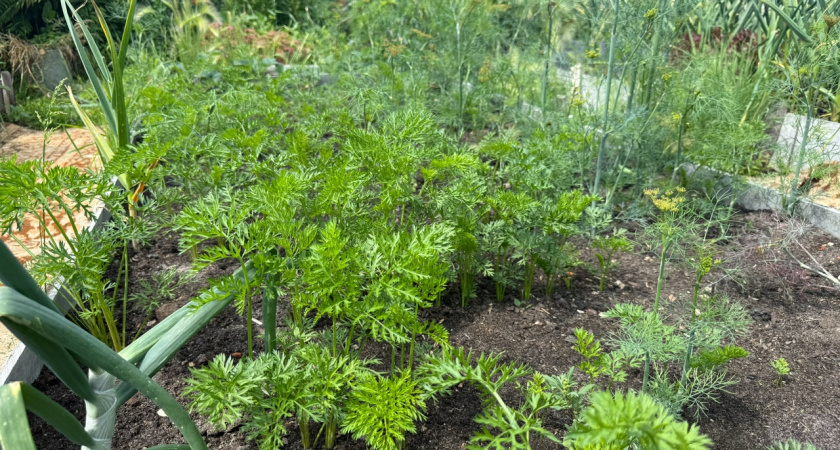 Морковная ботва: не выбрасывайте, а используйте на огороде с пользой