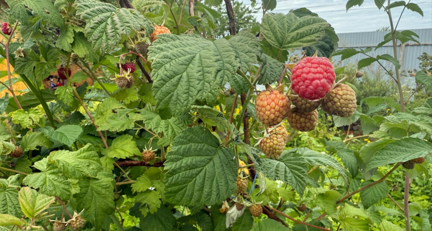 Каждую осень вношу под малину народную подкормку. Урожай собираю ведрами
