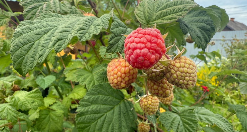Как подготовить малину к зиме: универсальный рецепт подкормки для сада
