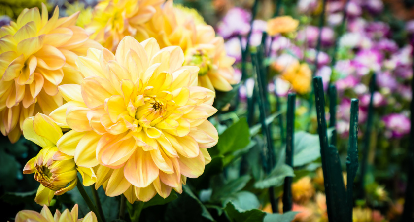 Королевский цветок, который не уступает розе: куст ярко цветет до самой осени