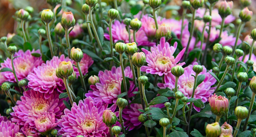 Хризантема в горшке: как ухаживать, чтобы цвела каждый год