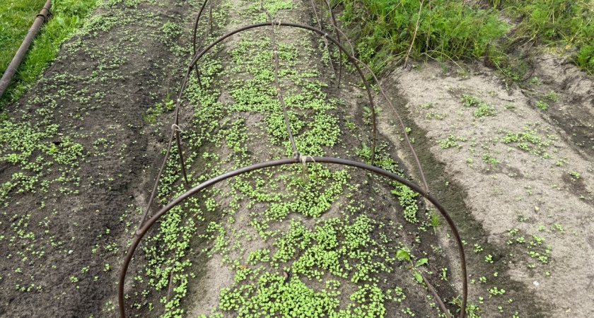 Заготавливаю лесную землю до 15 октября для 5 видов рассады. Корни развиваются наполовину быстрее покупного грунта