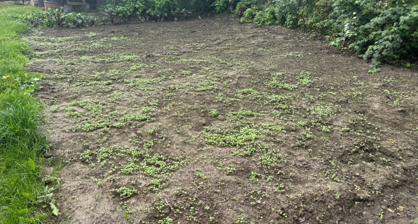 Как очистить огород от фитофторы осенью, чтобы забыть о ней в новом сезоне – совет агротехнолога