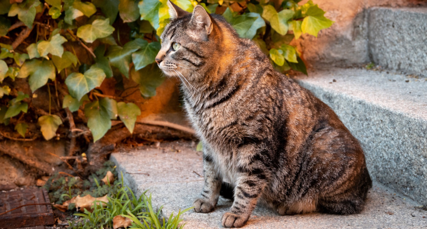 Как кошачий наполнитель спасает деревья от грызунов – удивительный ответ садовода