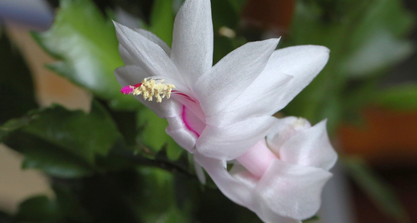 В октябре использую лед для пышного цветения декабриста: и холодный балкон не нужен