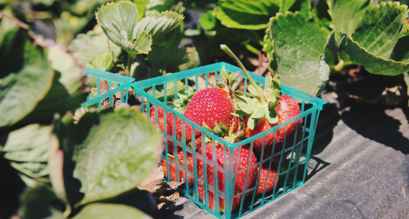 Как посадить клубнику в сентябре, чтобы не вымерзла и дала крупные ягоды