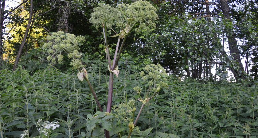 Борщевик Сосновского угрожает парку «Динамо» в Воронеже
