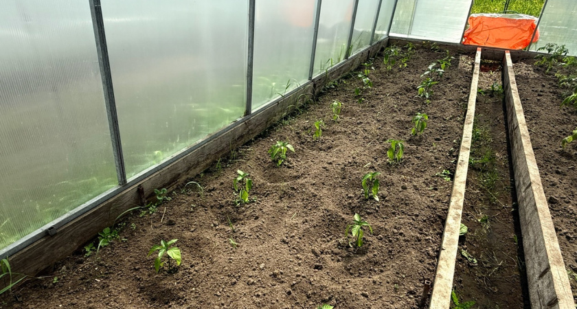 Чем обработать теплицу в конце сезона от фитофтороза и кладоспориоза и восстановить в ней плодородие почвы