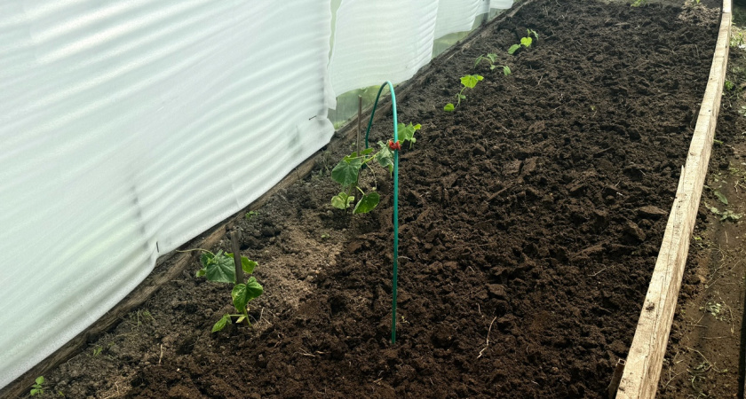 Восстанавливаю почву в теплице за один день: домашний антисептик вместо химии