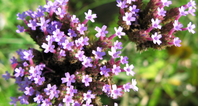 Как сохранить красоту вербены до поздней осени: главные ошибки в уходе