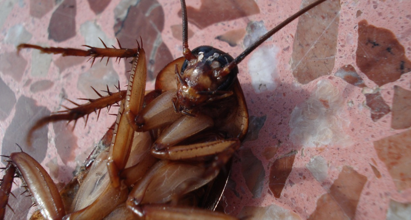 Как я навсегда избавился от тараканов: неожиданные методы, которые работают просто и эффективно