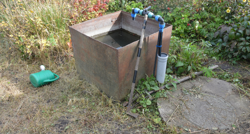 Лейте четыре ведра на куст: как подготовить смородину, крыжовник и малину к зиме