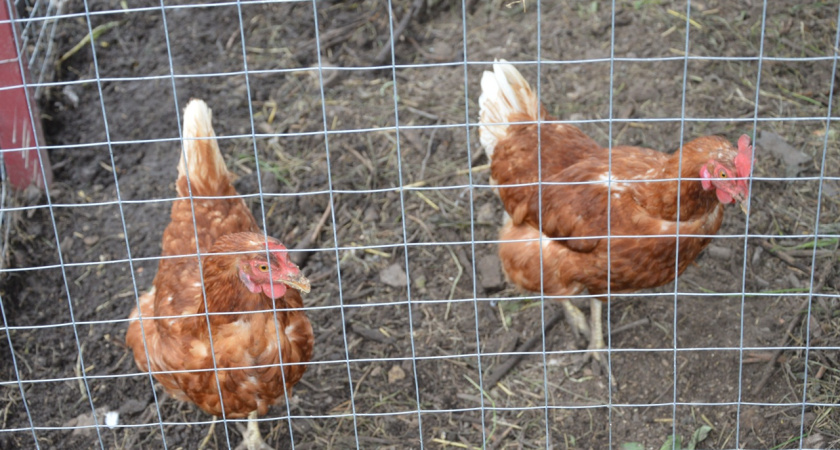 Лучше покупать белые или коричневые яйца? Ответ птицевода