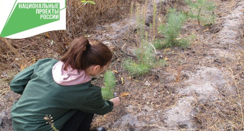 В регионе подсчитывают приживаемость лесных культур на 5,6 тысячи гектаров посадок