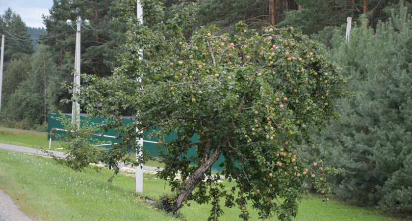 Помогаем яблоням пережить зиму: чем подкормить деревья в ноябре