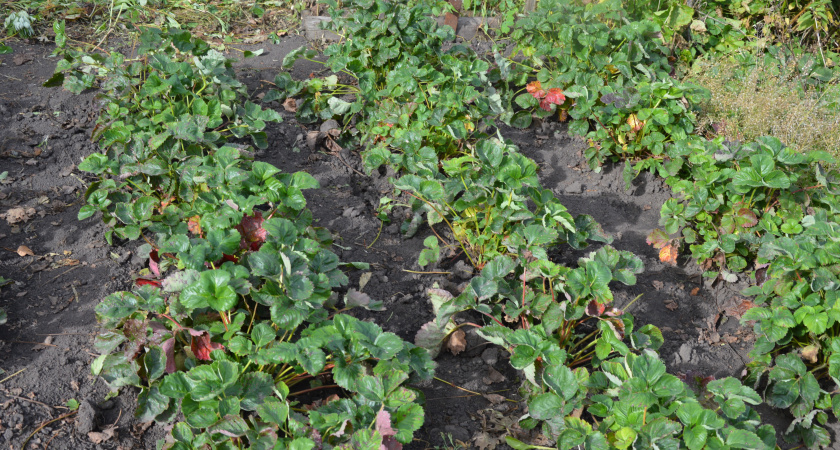 Как подготовить клубнику и смородину к зиме: осенняя обрезка и подкормка