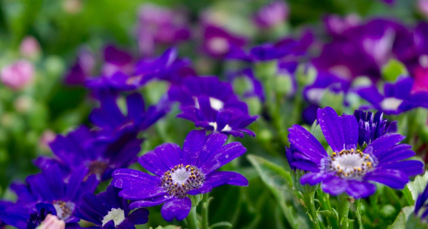 15 многолетников, которые цветут с весны до поздней осени: как создать красивейшую клумбу