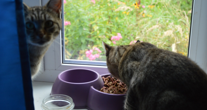 Чем из человеческой еды можно угощать кошку: безопасные продукты без риска для здоровья