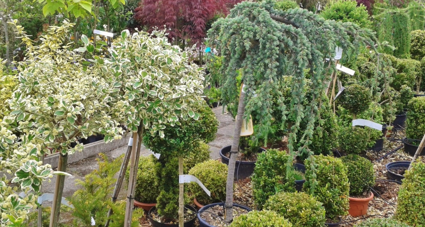 Всего один ингредиент заставит черенки пустить корни: проверенный метод для цветов и кустарников