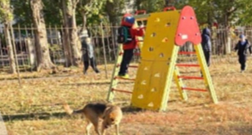 Бастрыкин потребовал отчёт по уголовному делу о стае собак у школьной площадки Воронежа