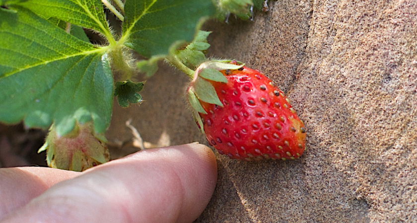 Почему не нужно обрезать листья клубники осенью: четкое объяснение агронома