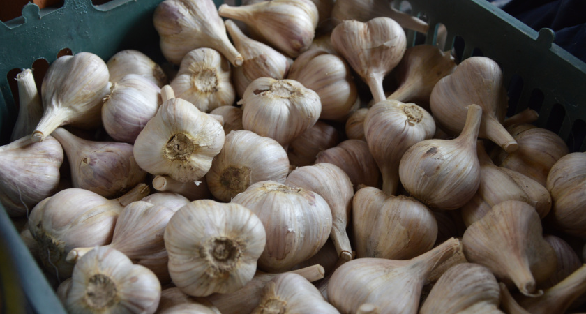 Покупаю для озимого чеснока удобрение за 45 рублей. Пачки хватает на 15 квадратных метров