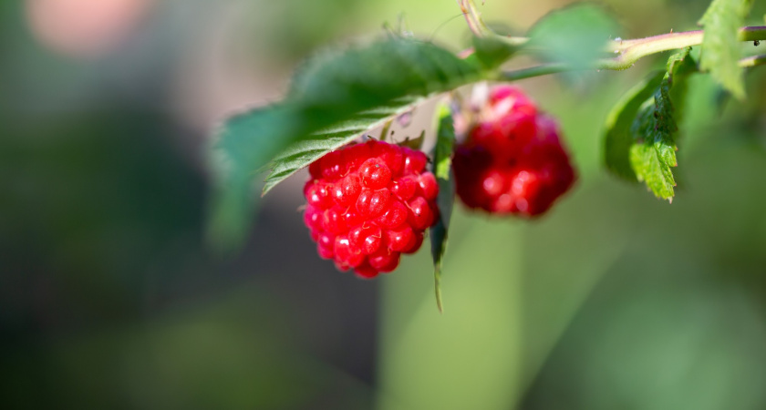 Как осенью обрезать малину, чтобы получить небывалый урожай в новом сезоне – просто и быстро