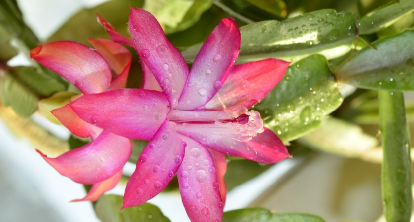 Как запустить цветение декабриста каплями из аптечки: одной пипетки хватит для появления бутонов