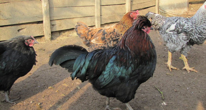 Чем утеплить пол в курятнике зимой, кроме сена: материал, который греет лапки и впитывает влагу