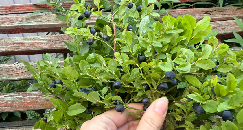 Черника — как маленькая ягода с огромной силой спасает здоровье и дарит долголетие