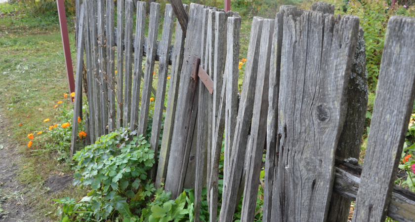Заборы больше не горожу: весной воткнул ветки по границе участка — как выглядит живая изгородь к осени