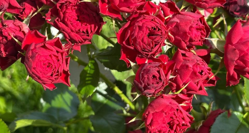 Размножаю розы осенью без теплиц и подоконников. 6 методов для открытого грунта