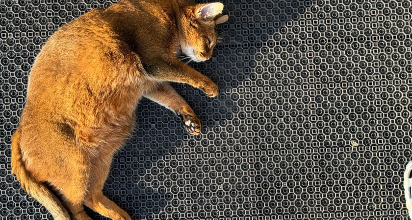 На страже сна: почему кошки спят в ногах у человека