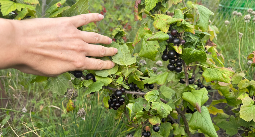 Черенкуем смородину за 3 шага: весной получаем пышный куст без лишних хлопот
