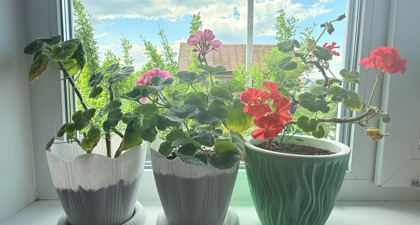 Как омолодить герань за 15 минут до конца октября: секрет вечной молодости