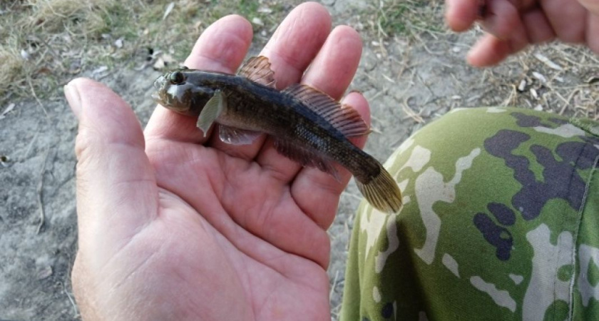 В Воронежской области рыбак выловил необычную рыбу