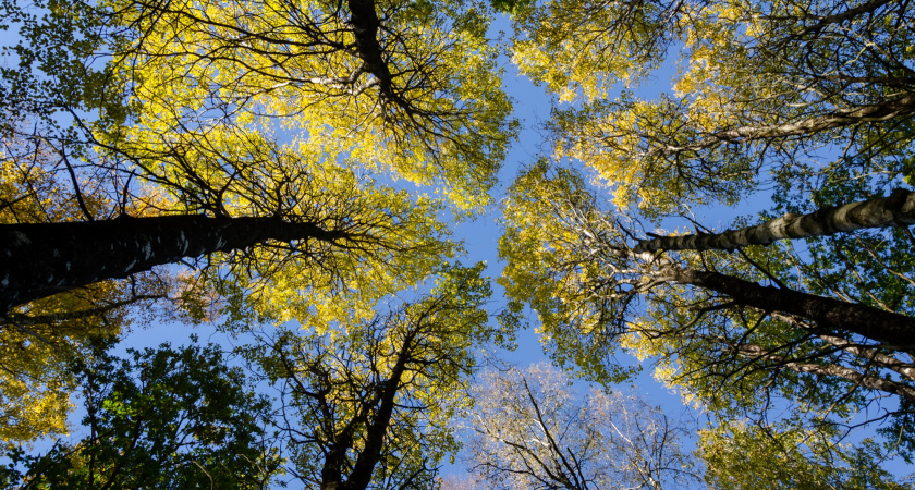 Мошенничество с 85-летними дубами раскрыли в Воронежской области