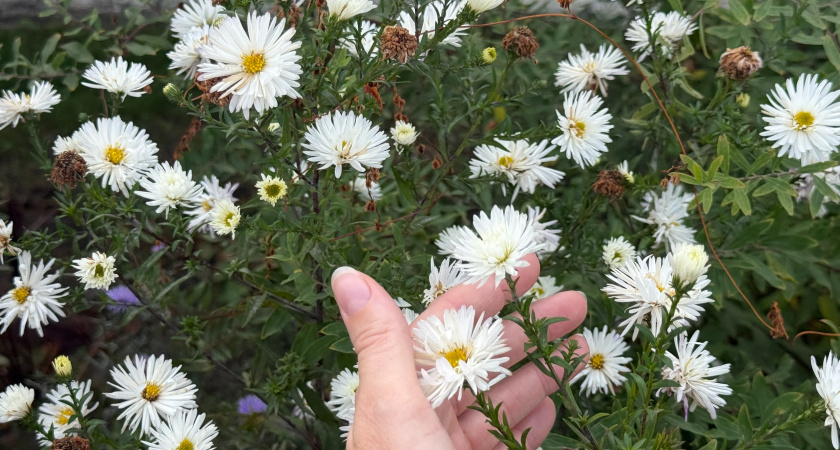 Многолетники, которые сами вытесняют сорняки: красота без прополки и лишних усилий