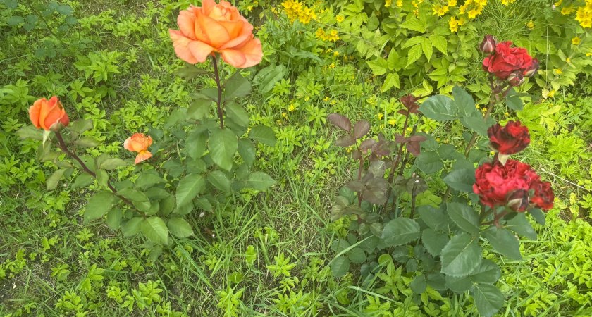 Оборвала на розах в октябре — теперь к зиме готовы: не пропустите важный сигнал для кустов
