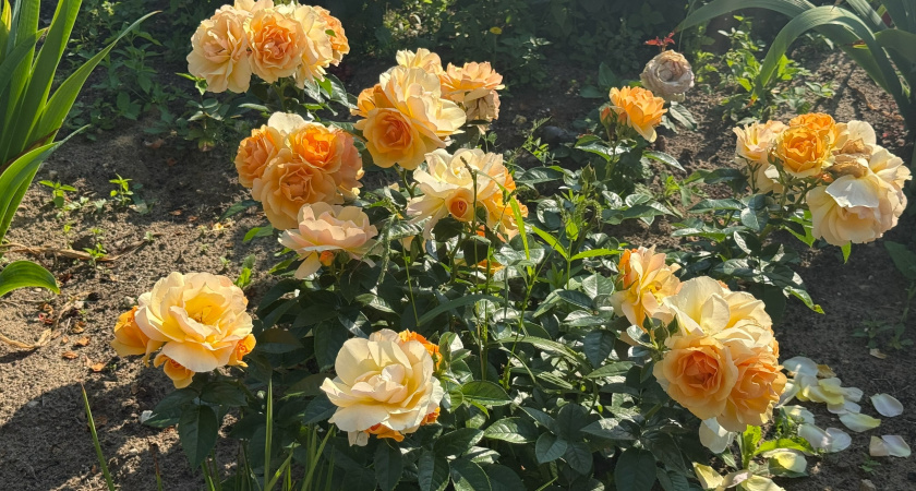 Октябрь — золотая пора для роз: как из обрезков создать розарий – не потратите и рубля