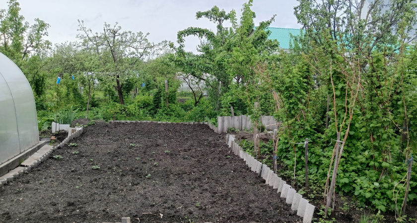 Закопала лаврушку в огороде осенью — и забыла о заботах до весны: земля "оживает"