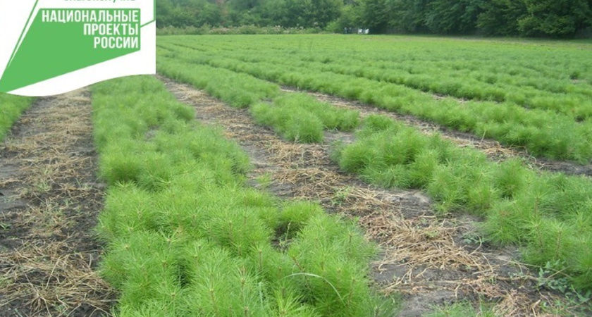 В лесных питомниках Воронежской области подрастают 6,7 миллиона будущих деревьев