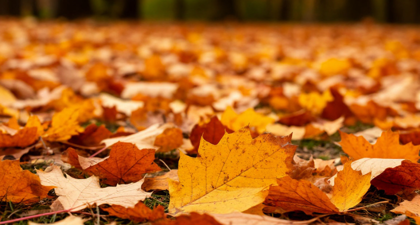 Опавшие листья — золото для вашего огорода: как получить удобрение, на котором всё растет